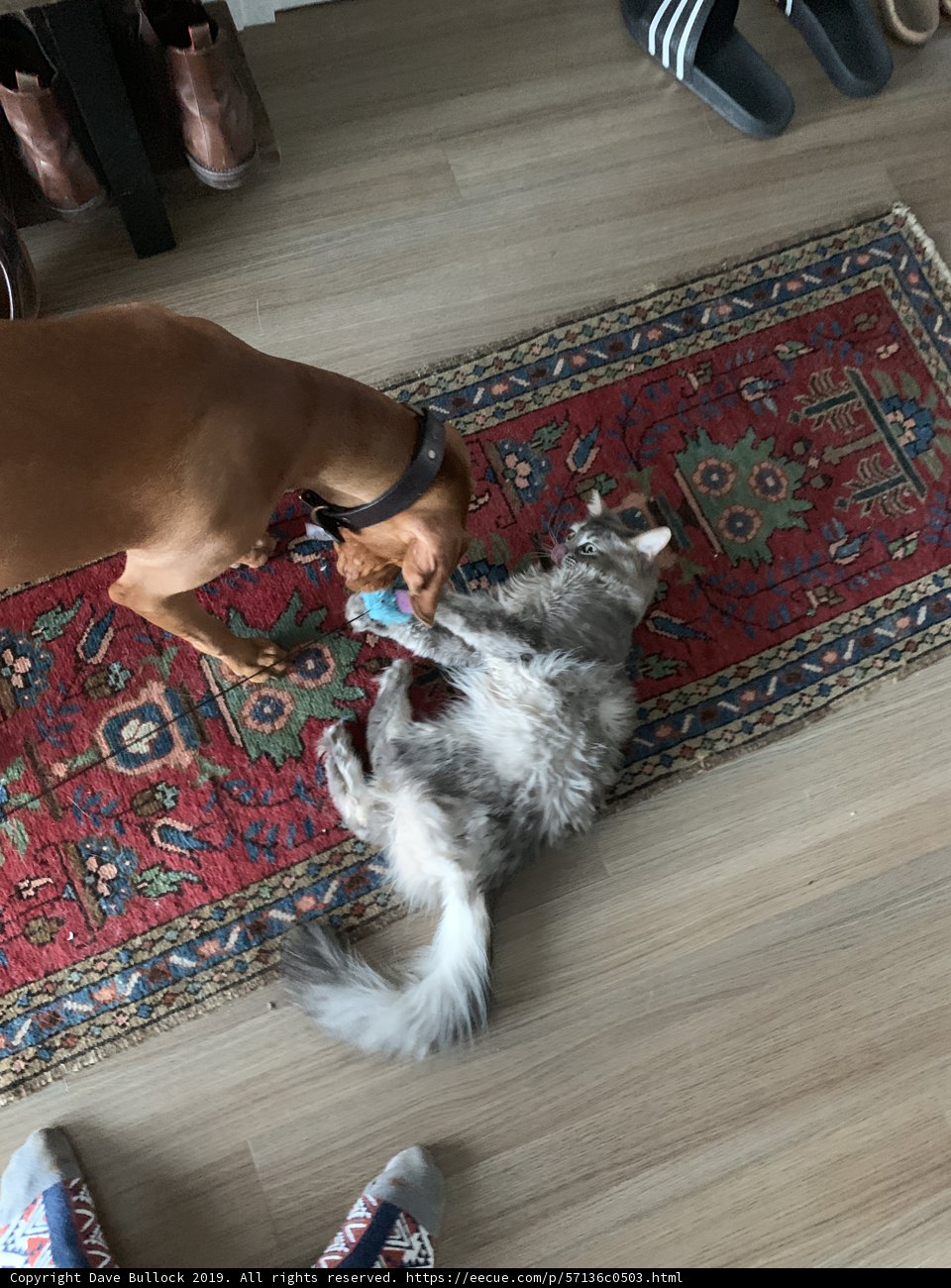 Dog and Cat Playtime on Hardwood Floor
