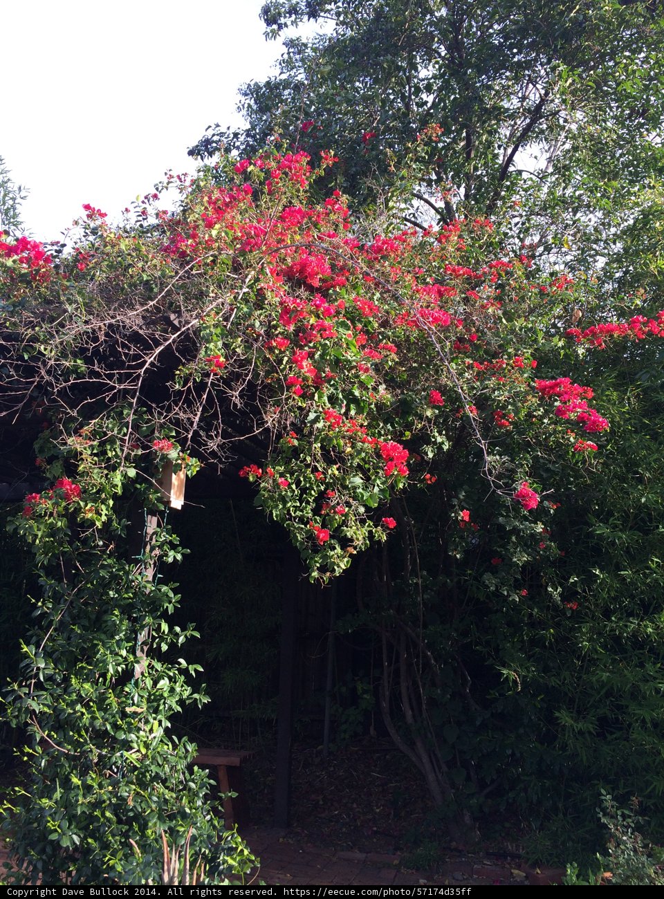 Red Geraniums on a Porch