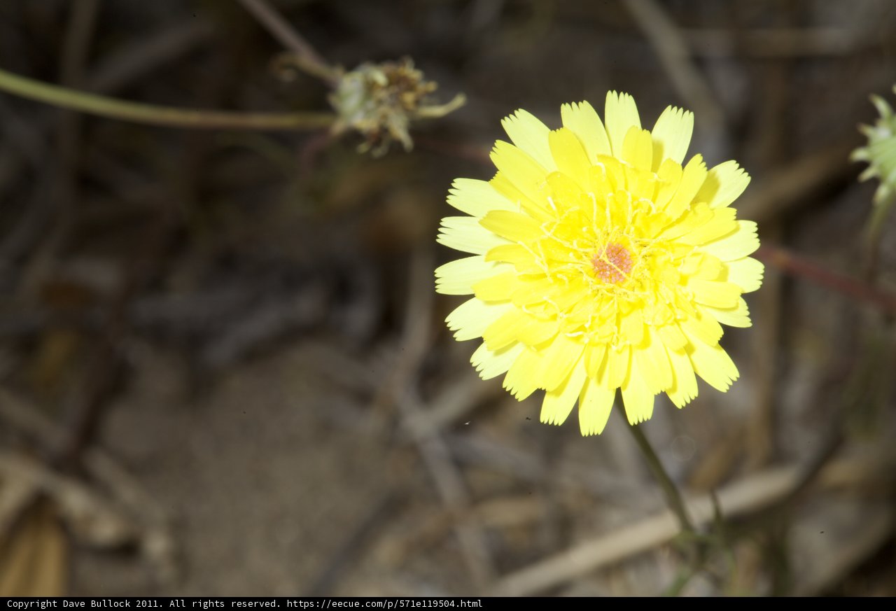Sunny Blossom in the Arid Lands
