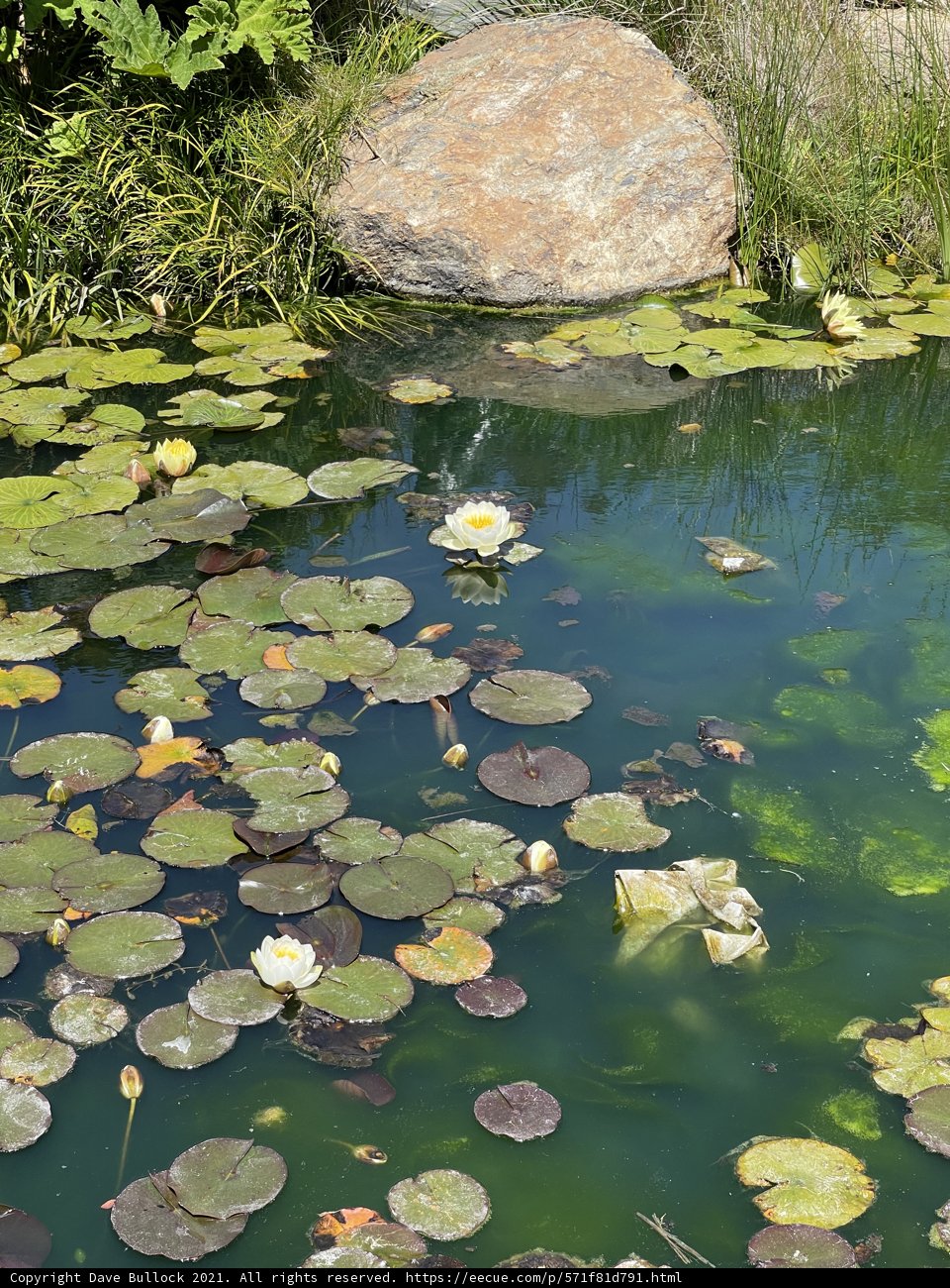 Tranquil Pond with Water Lilies and Rocks