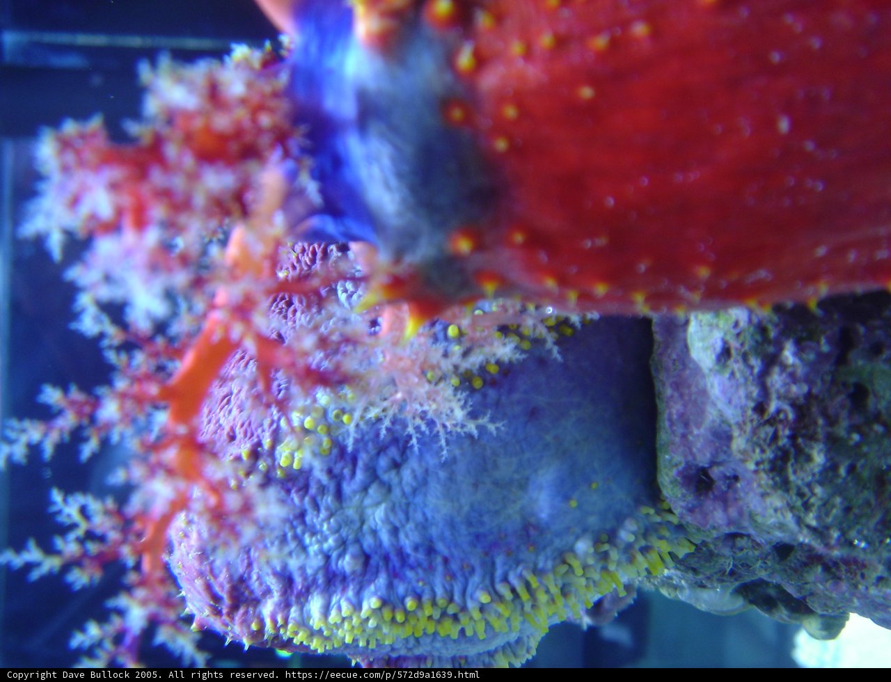 Vibrant Sea Anemone in the Coral Reef