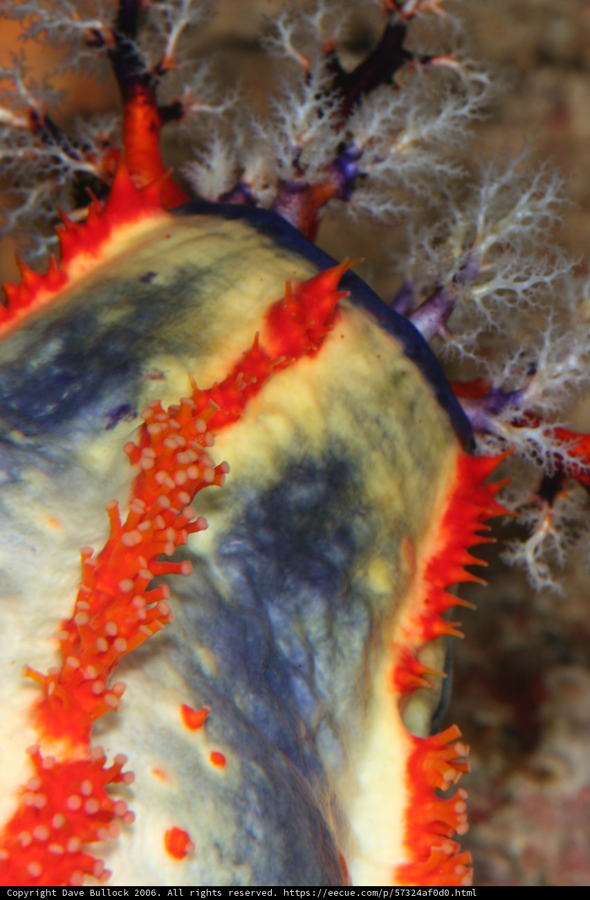 Vibrant Sea Slug in the Coral Reef