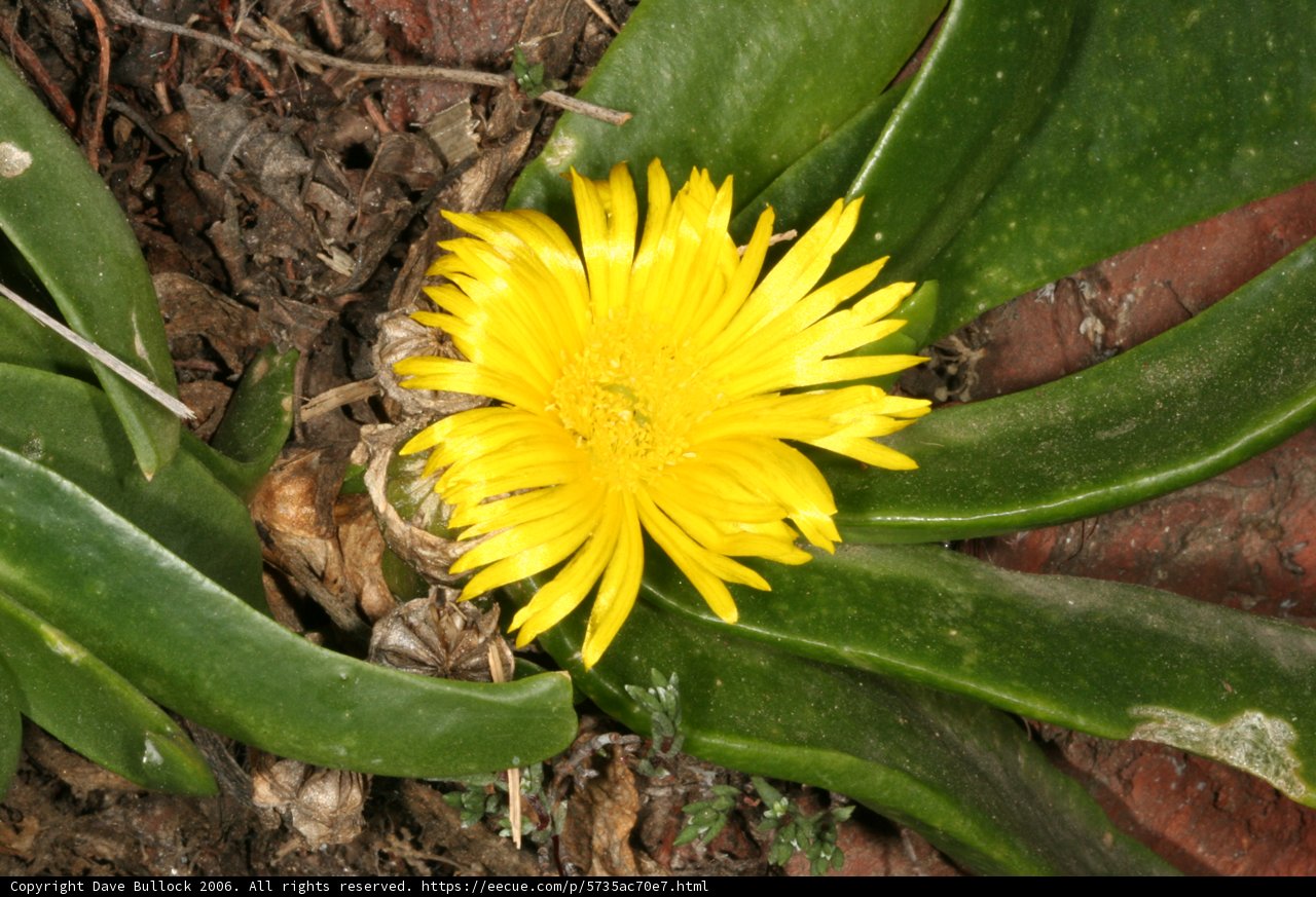 Sunshine Bloom