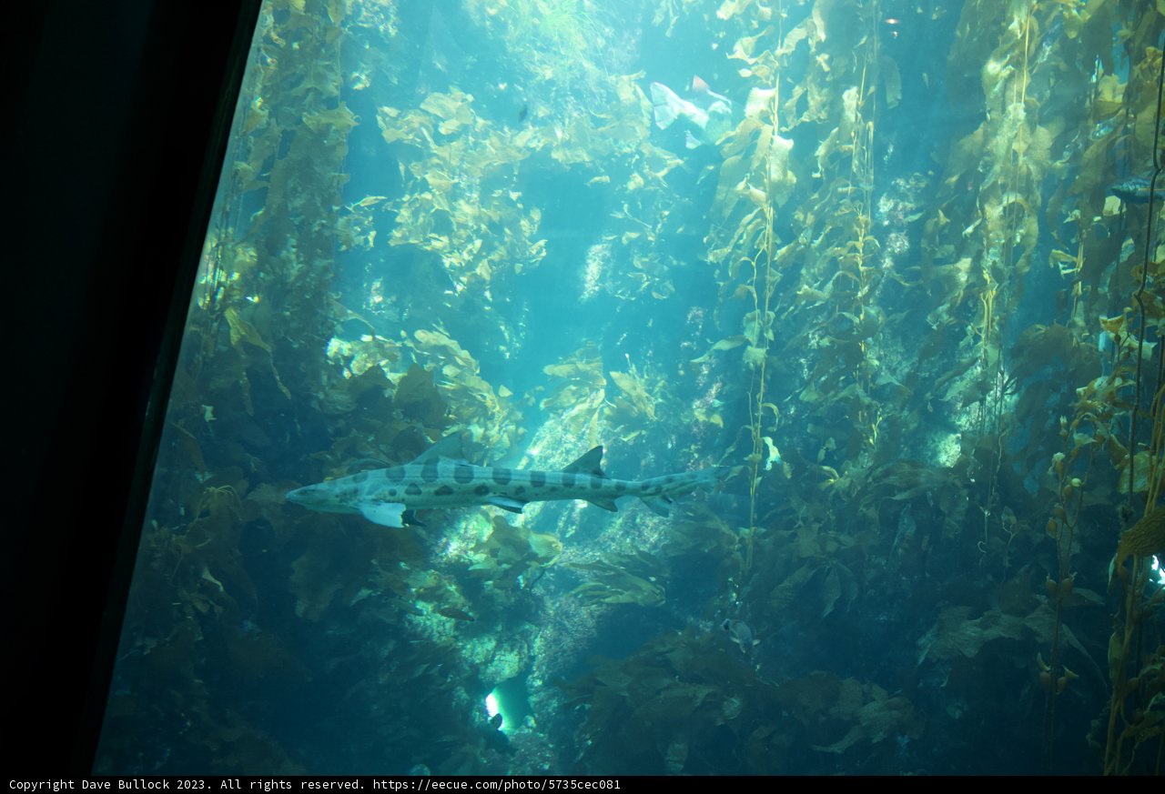 Marine Elegance in Monterey Bay
