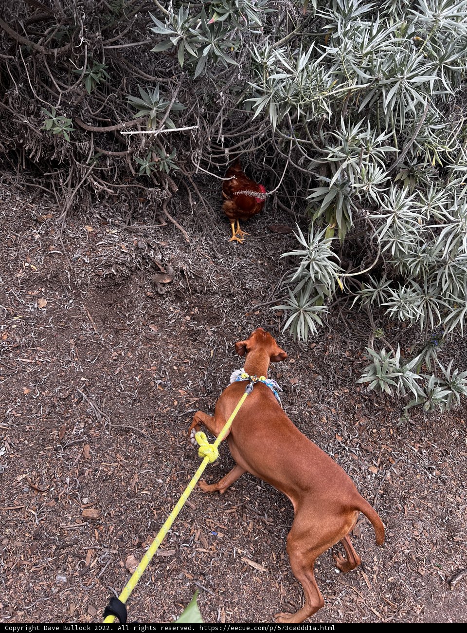 Curious Canine
