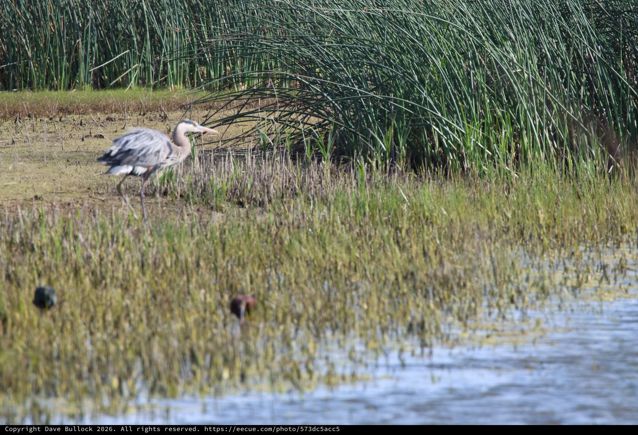 Great Blue Heron Foraging in Wetland Marsh