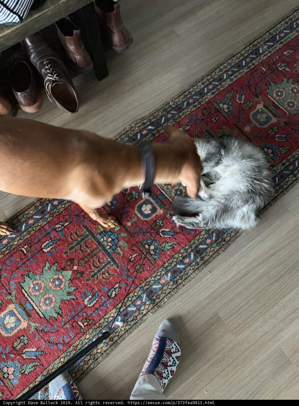 Furry Friends on a Cozy Rug