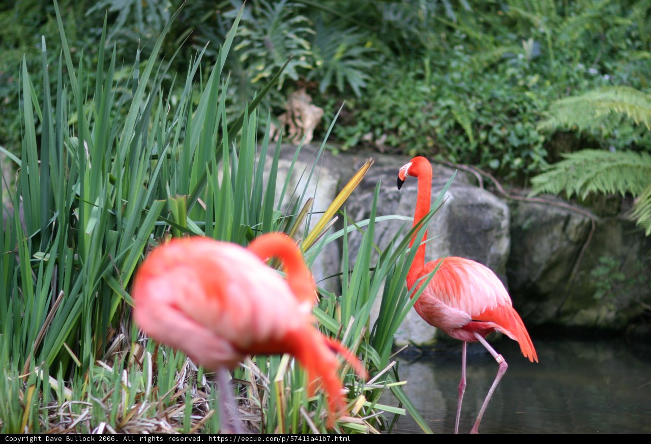 Flamingo Duo