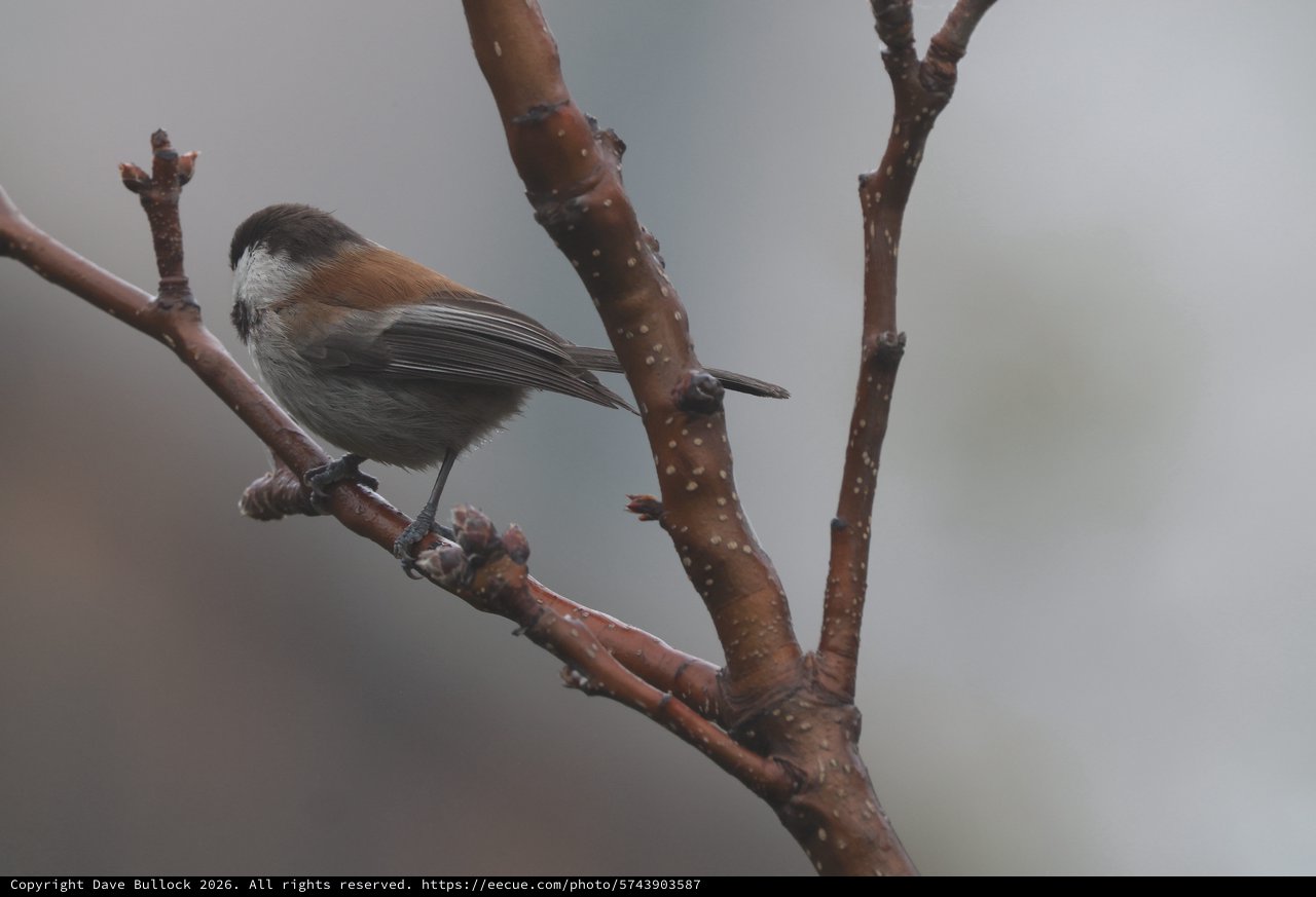 Boreal Chickadee Perched on Wet Winter Branch