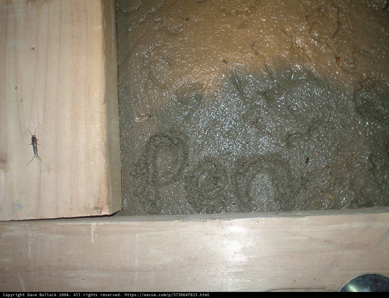 Arachnid Encounter