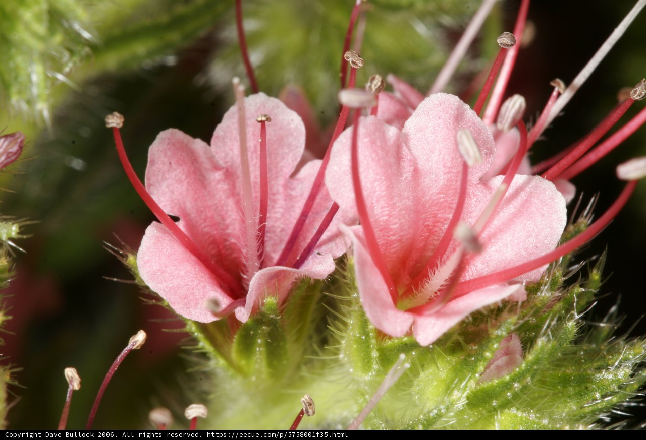 Pink Geraniums in Bloom