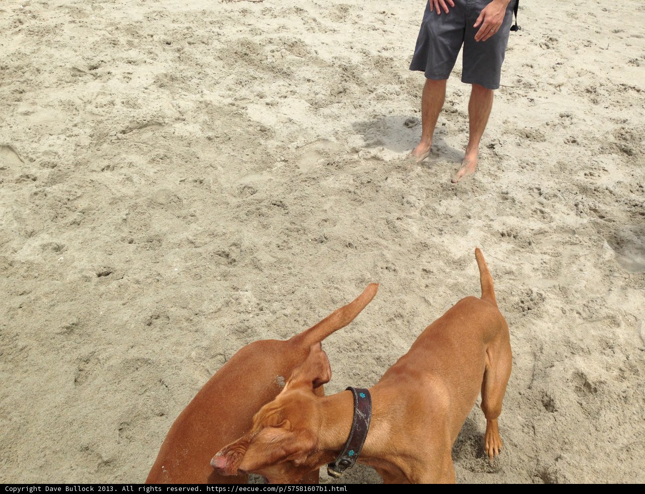 Man's Best Beach Buddies