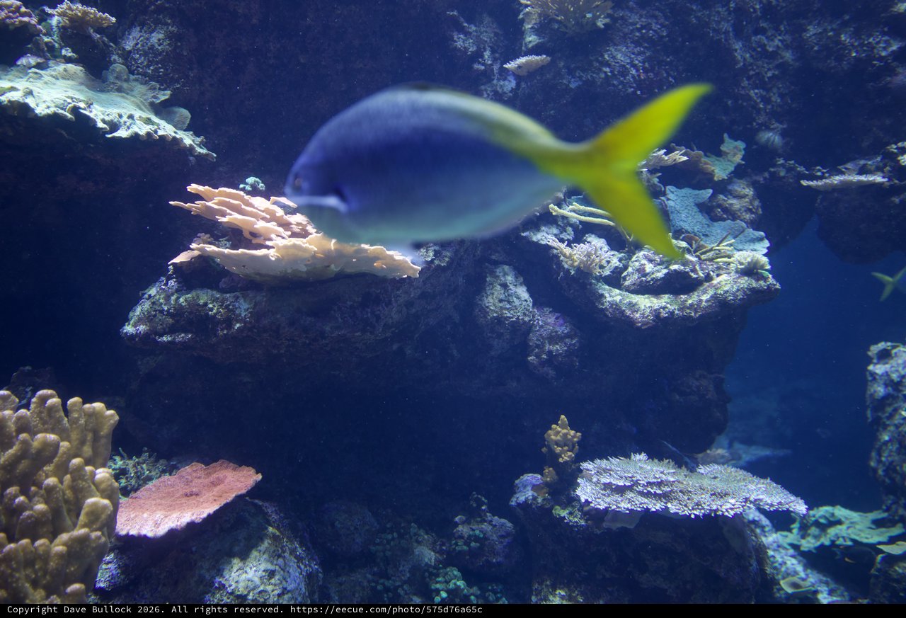 Yellowtail Fish Swimming Over Coral Reef