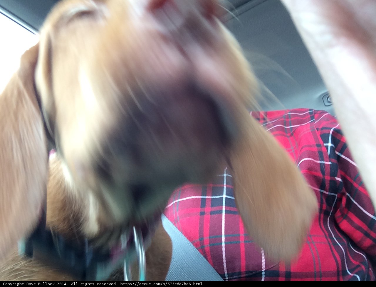 Red-Nosed Hound