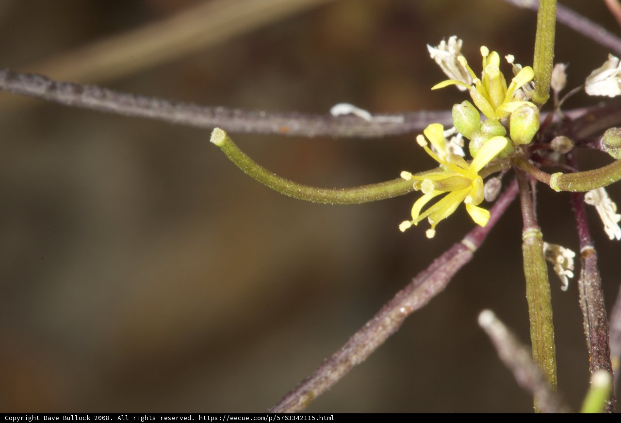 Petite Pollen Producer