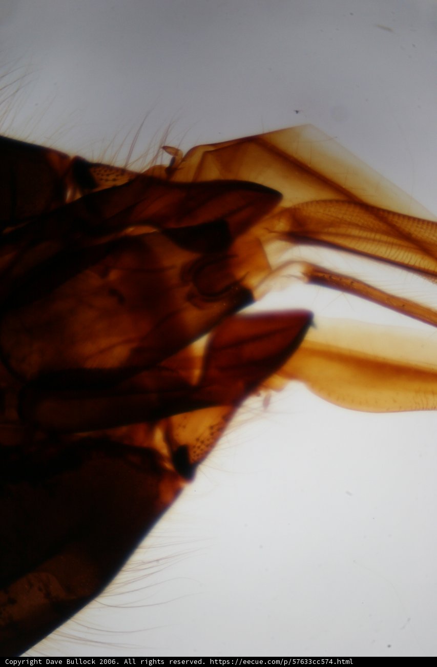 Magnified Insect