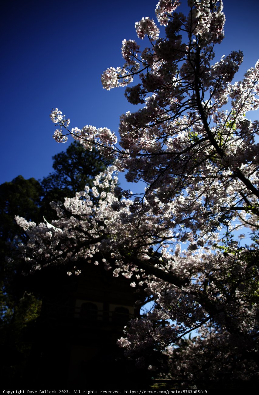 Cherry Blossoms at the Japanese Tea Garden