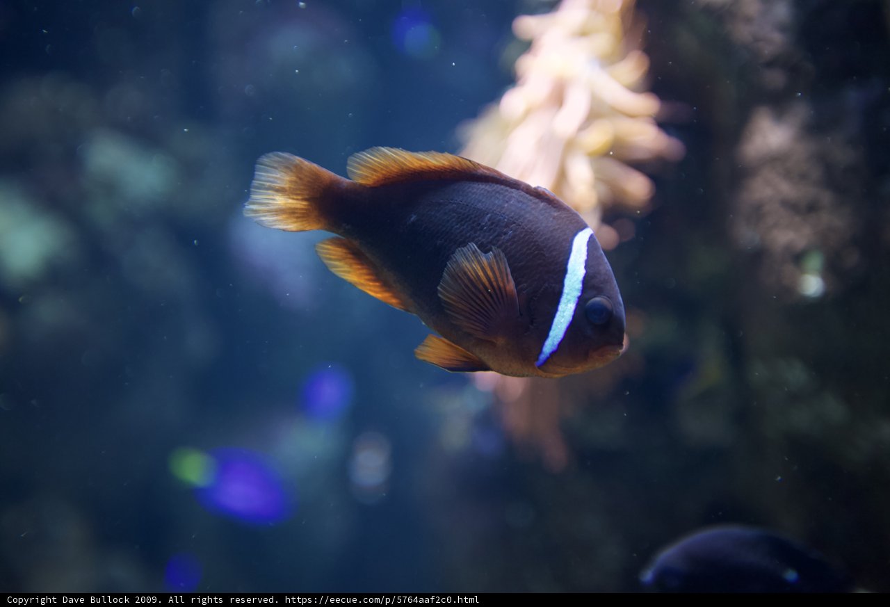 Clowning Around in the Aquarium