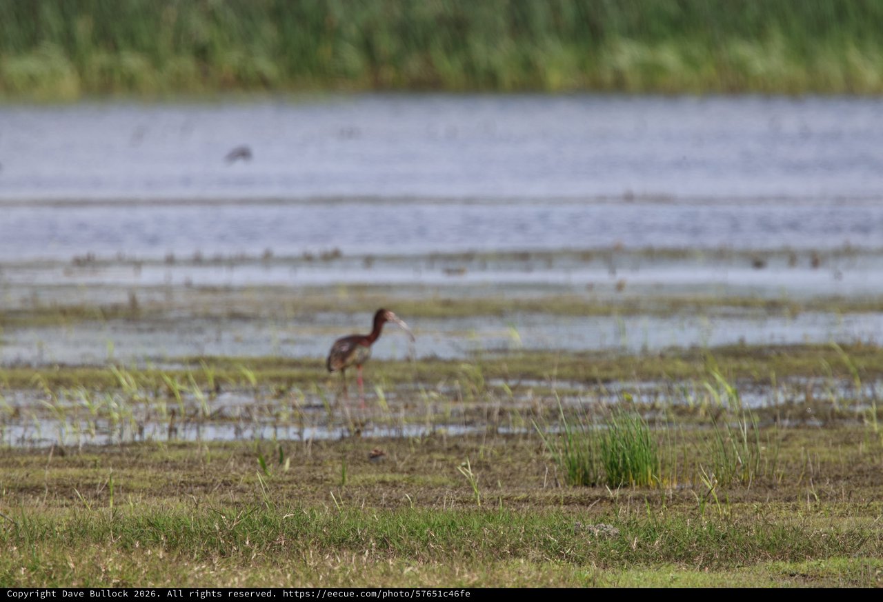 Glossy Ibis Foraging in Yolo Bypass Wetlands