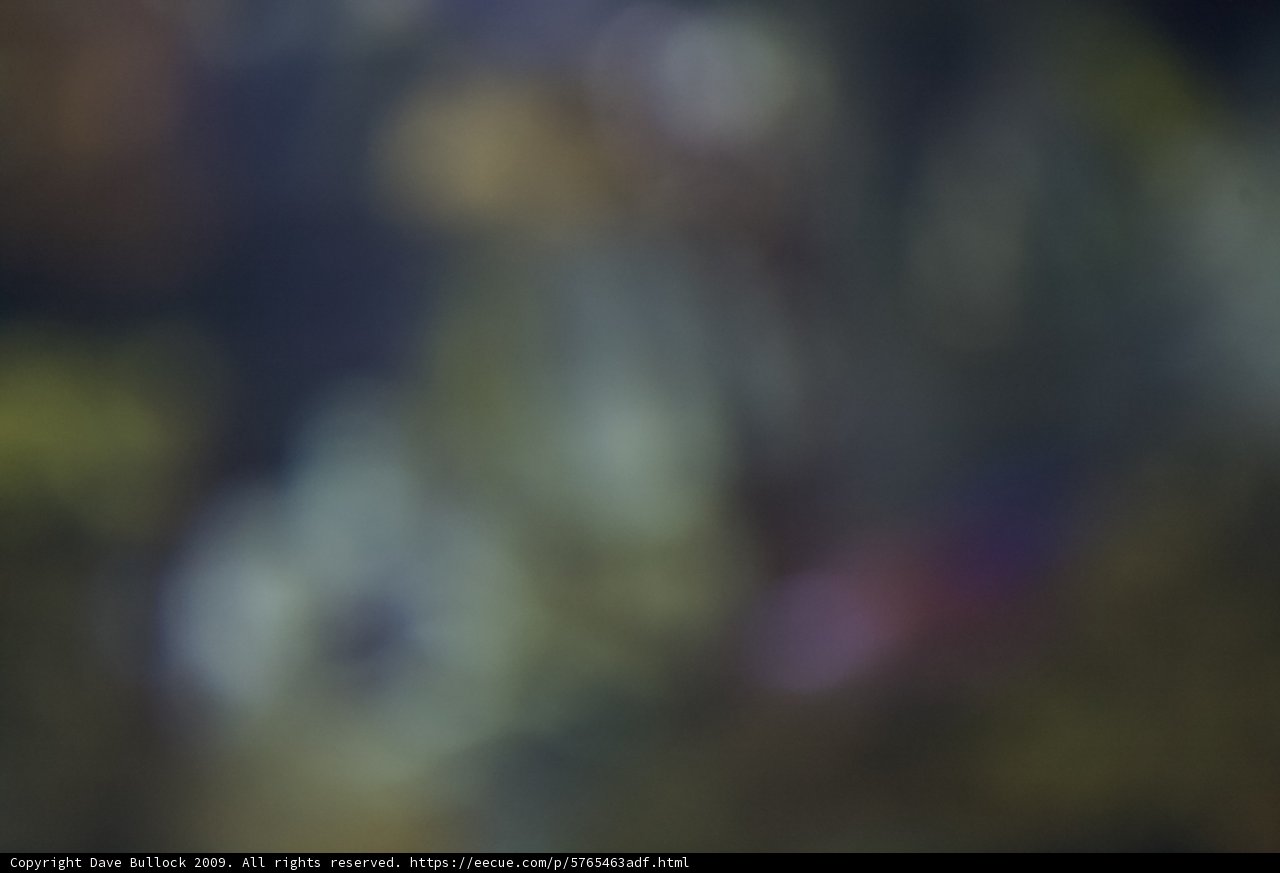 Blurry Bloom