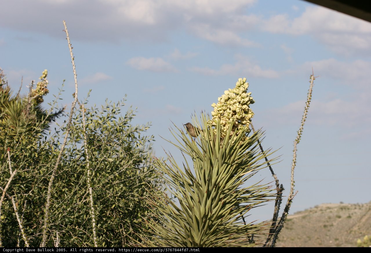 Perched on an Agave Plant