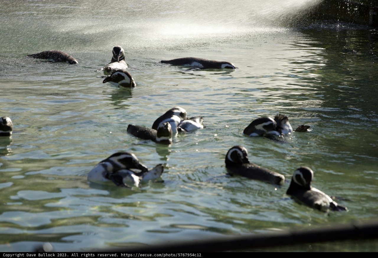 A Symphony of Penguins: SF Zoo Encounter