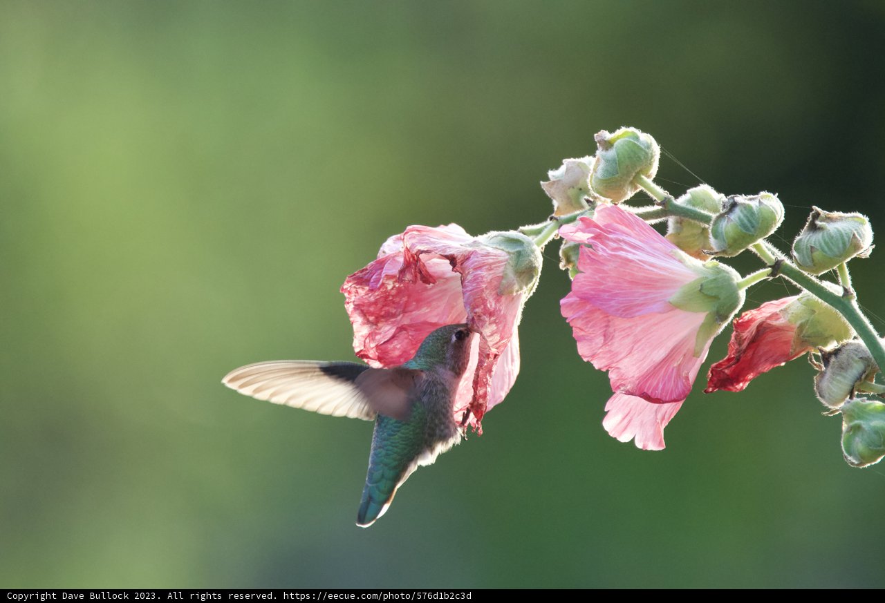 Harmony in Fort Mason: Hummingbird's Feast
