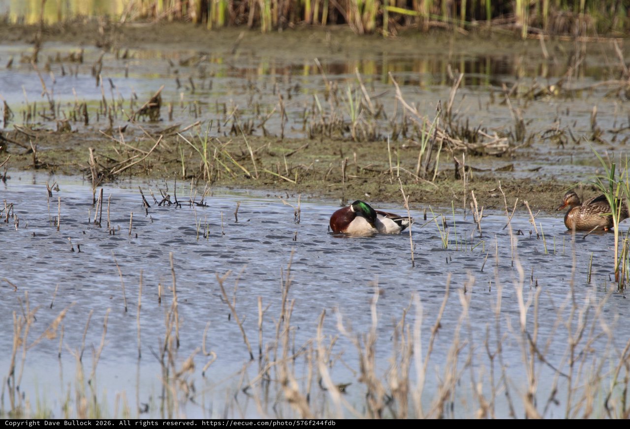Northern Shoveler Ducks Foraging in Flooded Wetland Habitat