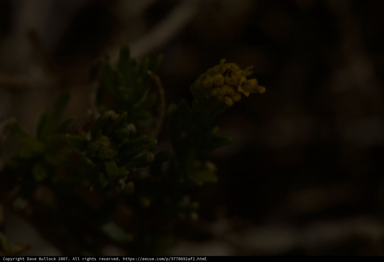 Lone Yellow Flower in the Dark