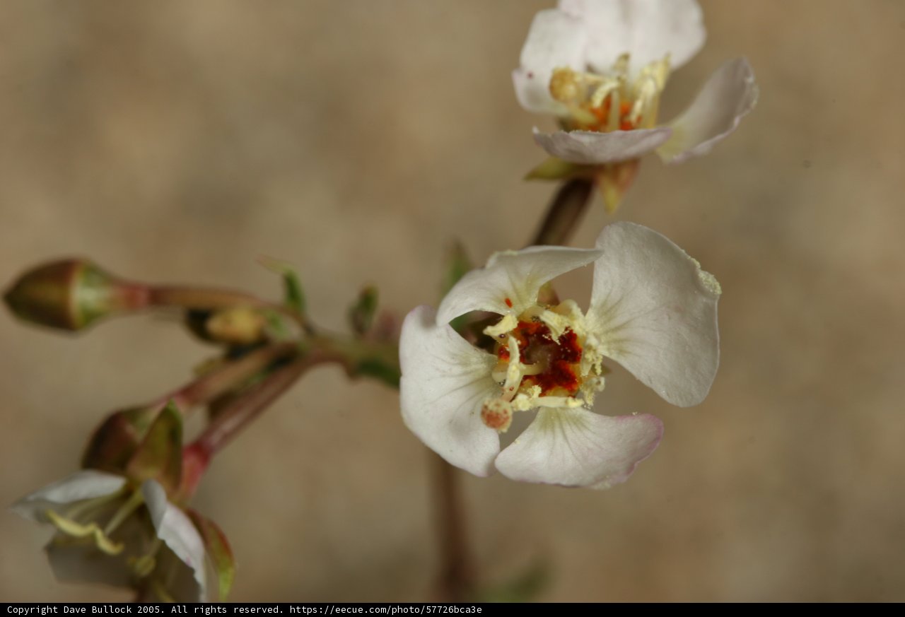 Delicate White Flower Blooming