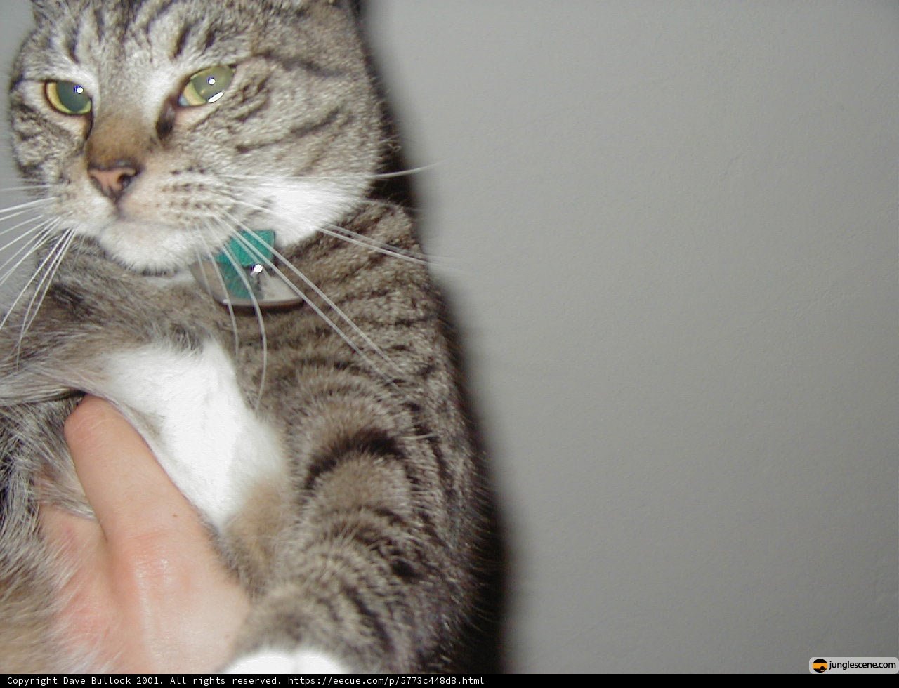 Hand-to-Paw Connection