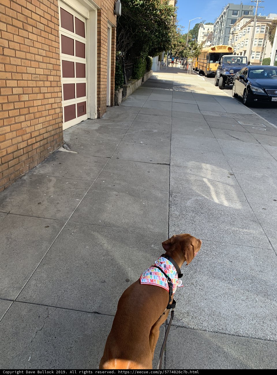 A Pink-Collared Canine's Stroll Down The Sidewalk