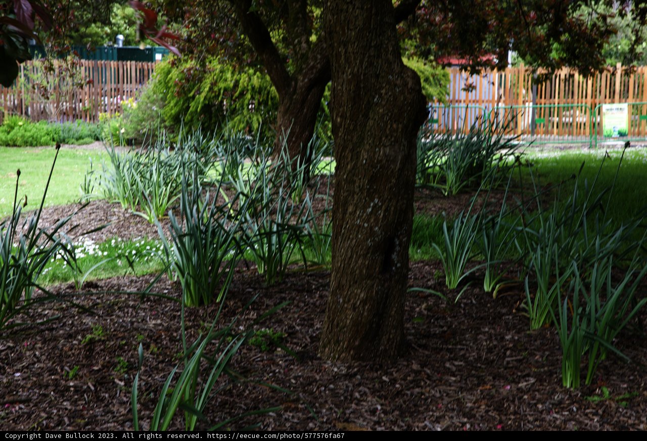 Serene Green Sanctuary