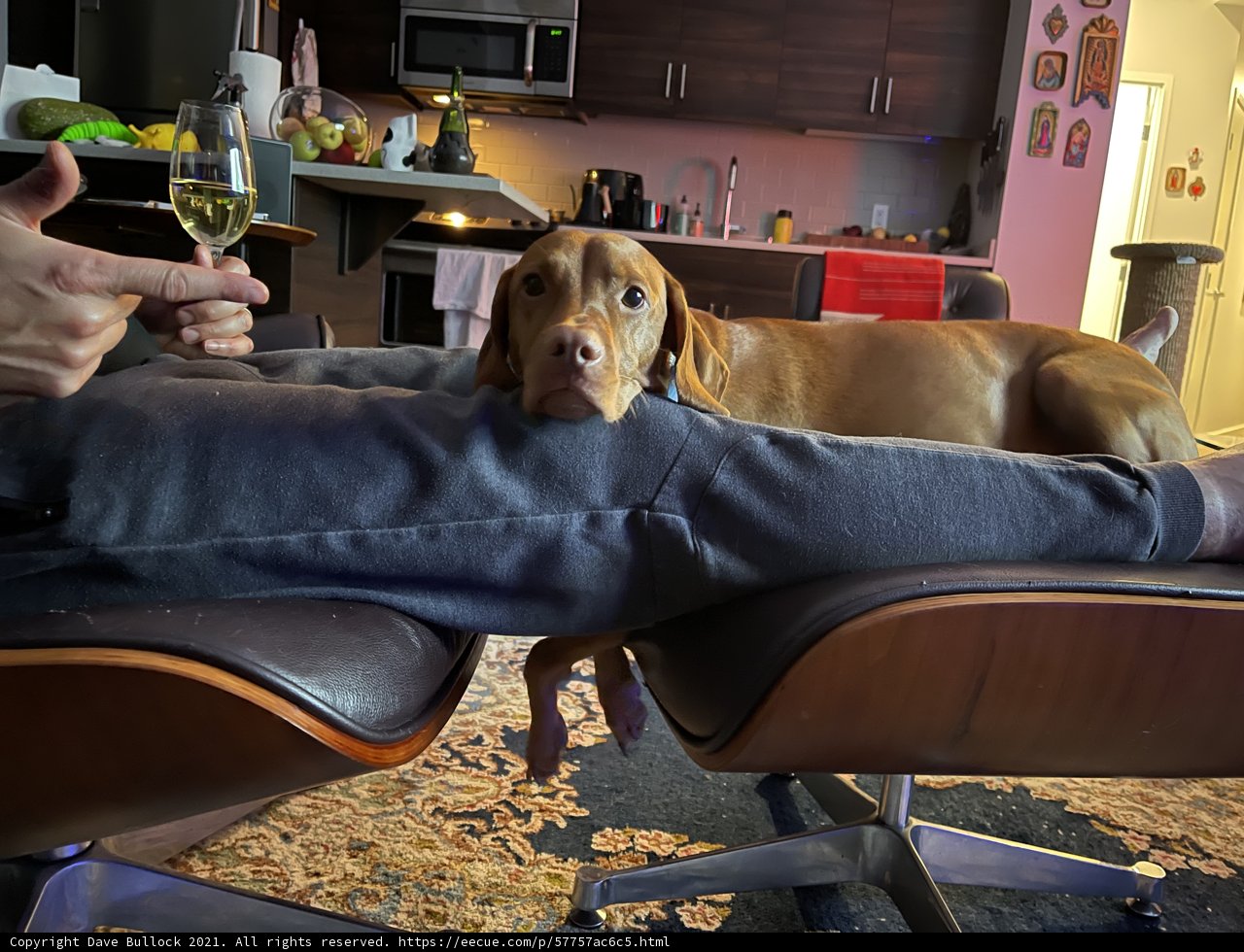 A Dog's Best Friend
