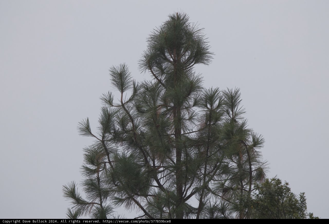 Peaceful Pines of Firefall Ranch