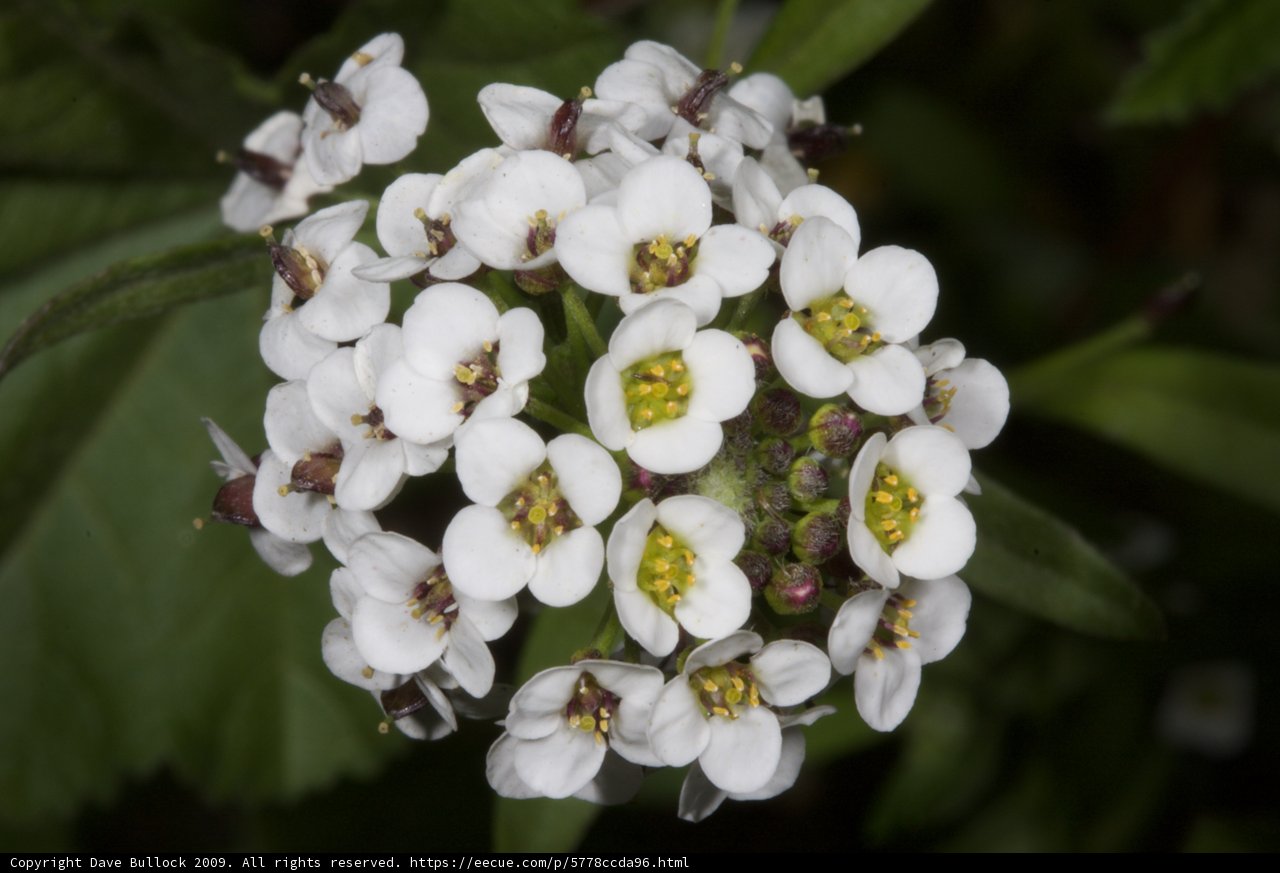 Beauty in Bloom