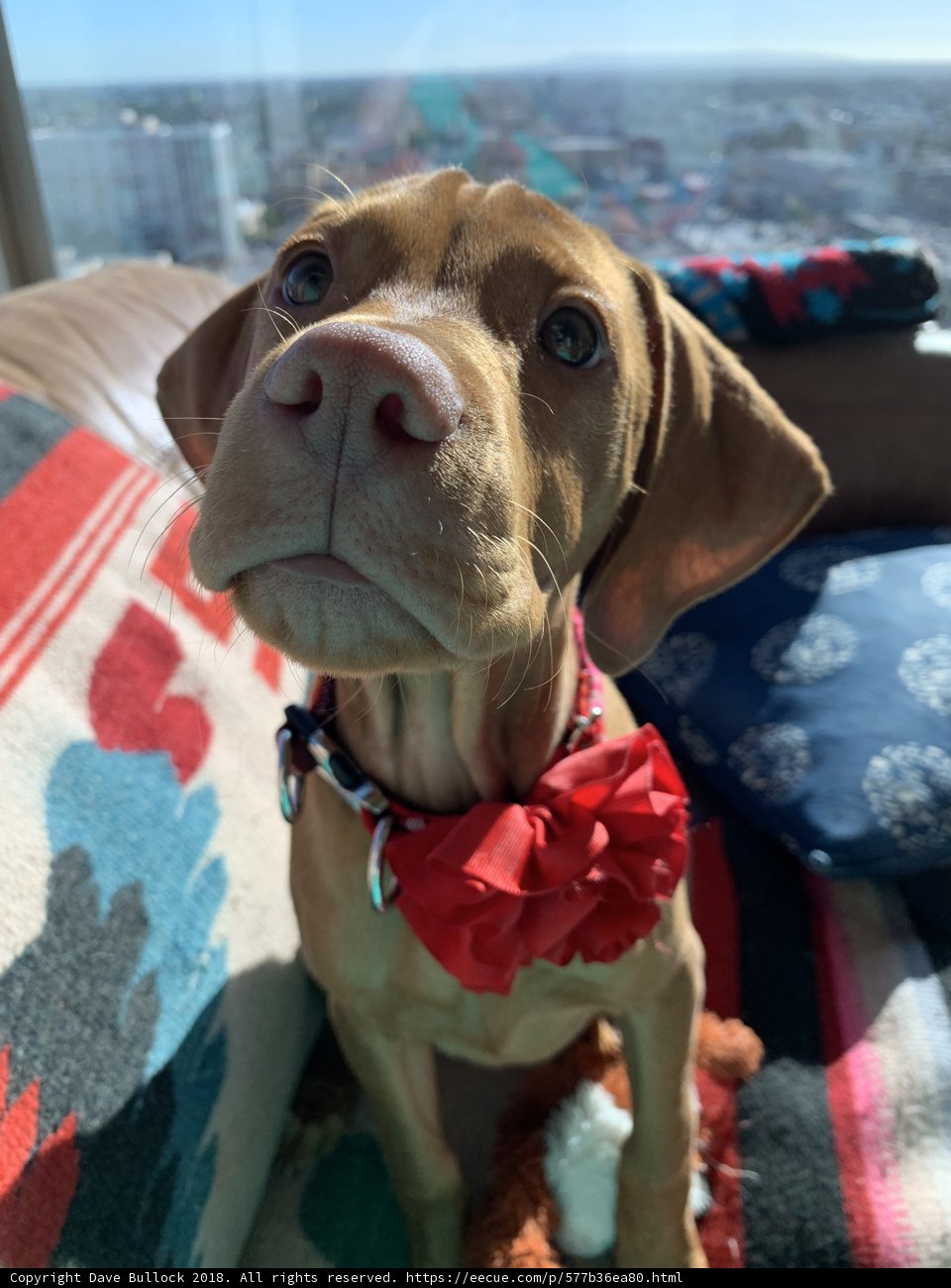 Fashionable Hound