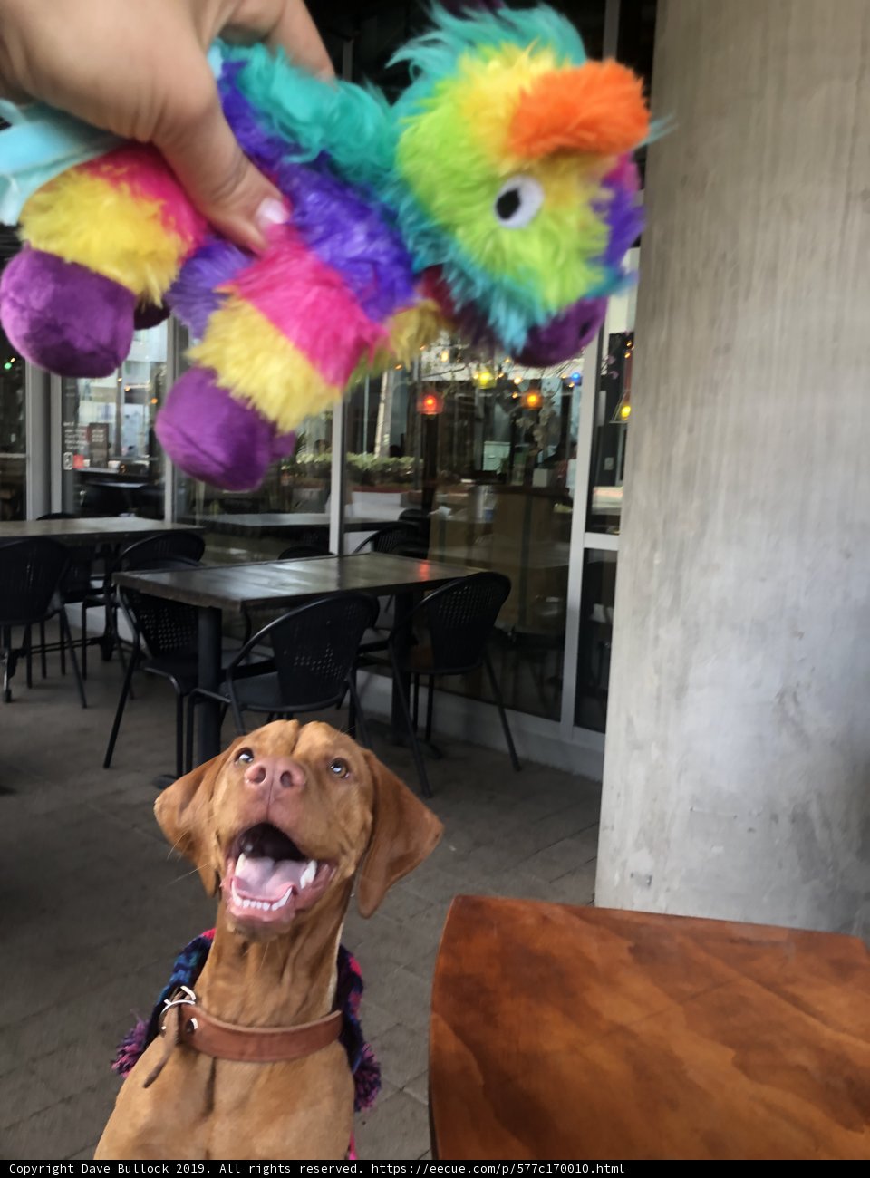 Canine Tea Party