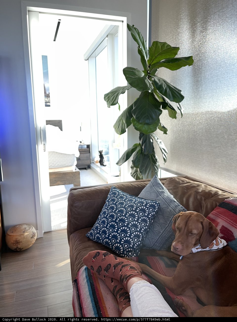 Cozy Afternoon with Furry Friend
