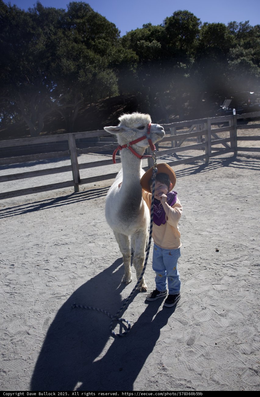 Gentle Companions