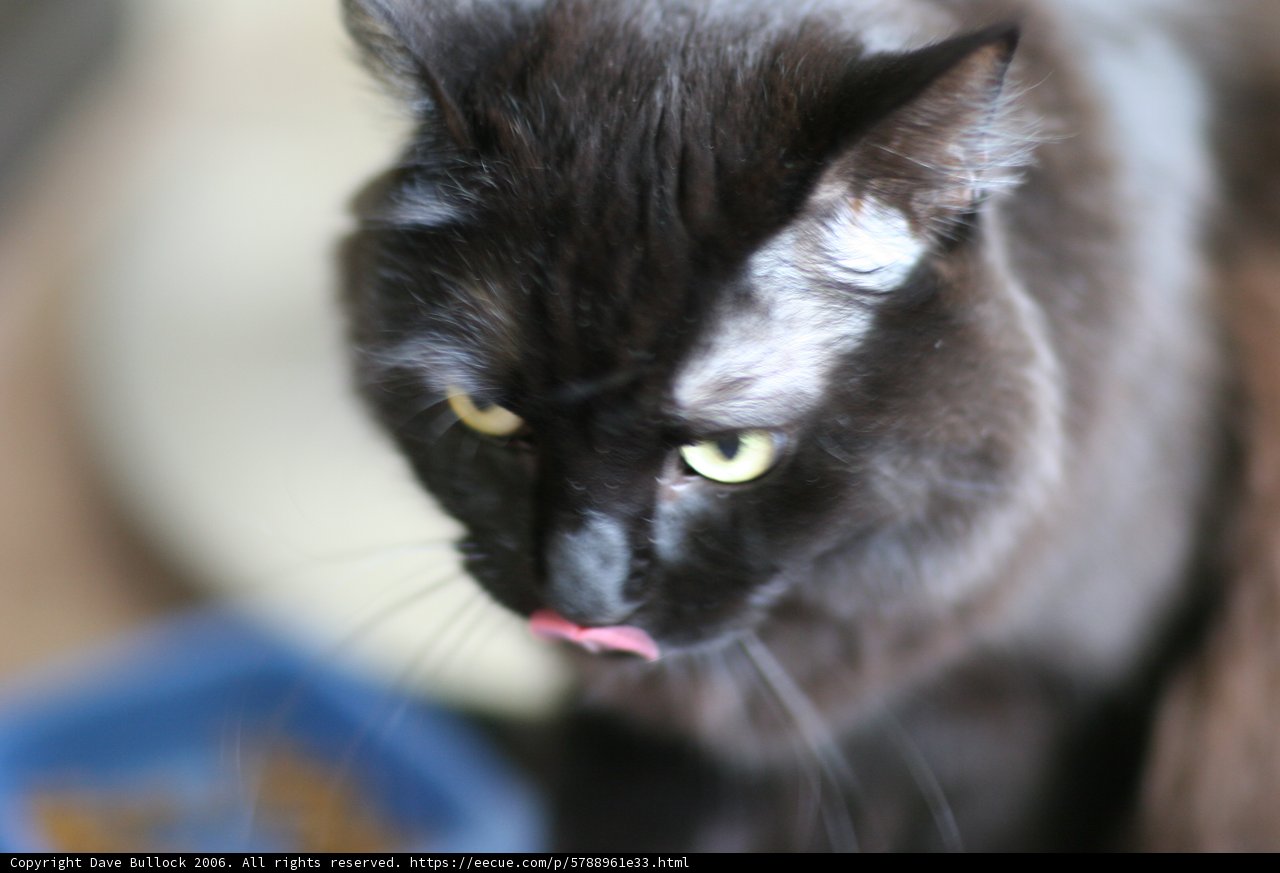 Silly Black Cat Sticking Its Tongue Out