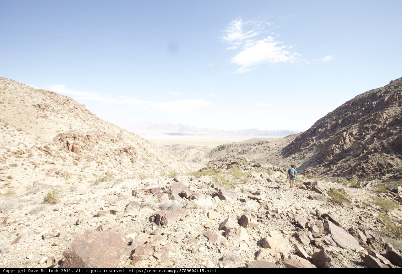 Standing Tall on a Desert Hill
