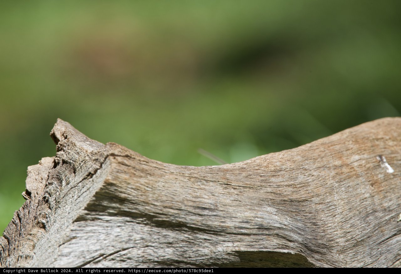 Camouflaged Curiosity at Honolulu Zoo