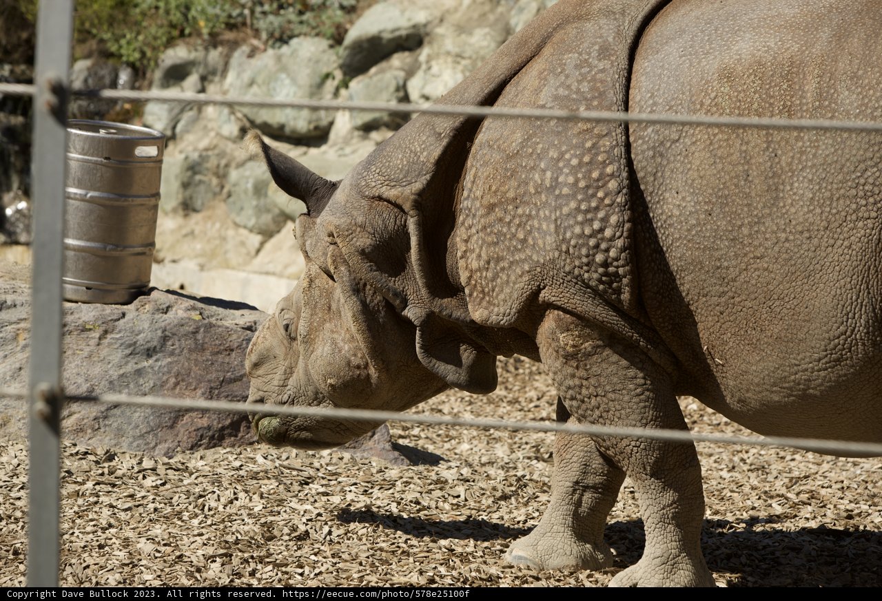Majestic Day at the Zoo: The Rhino Encounter