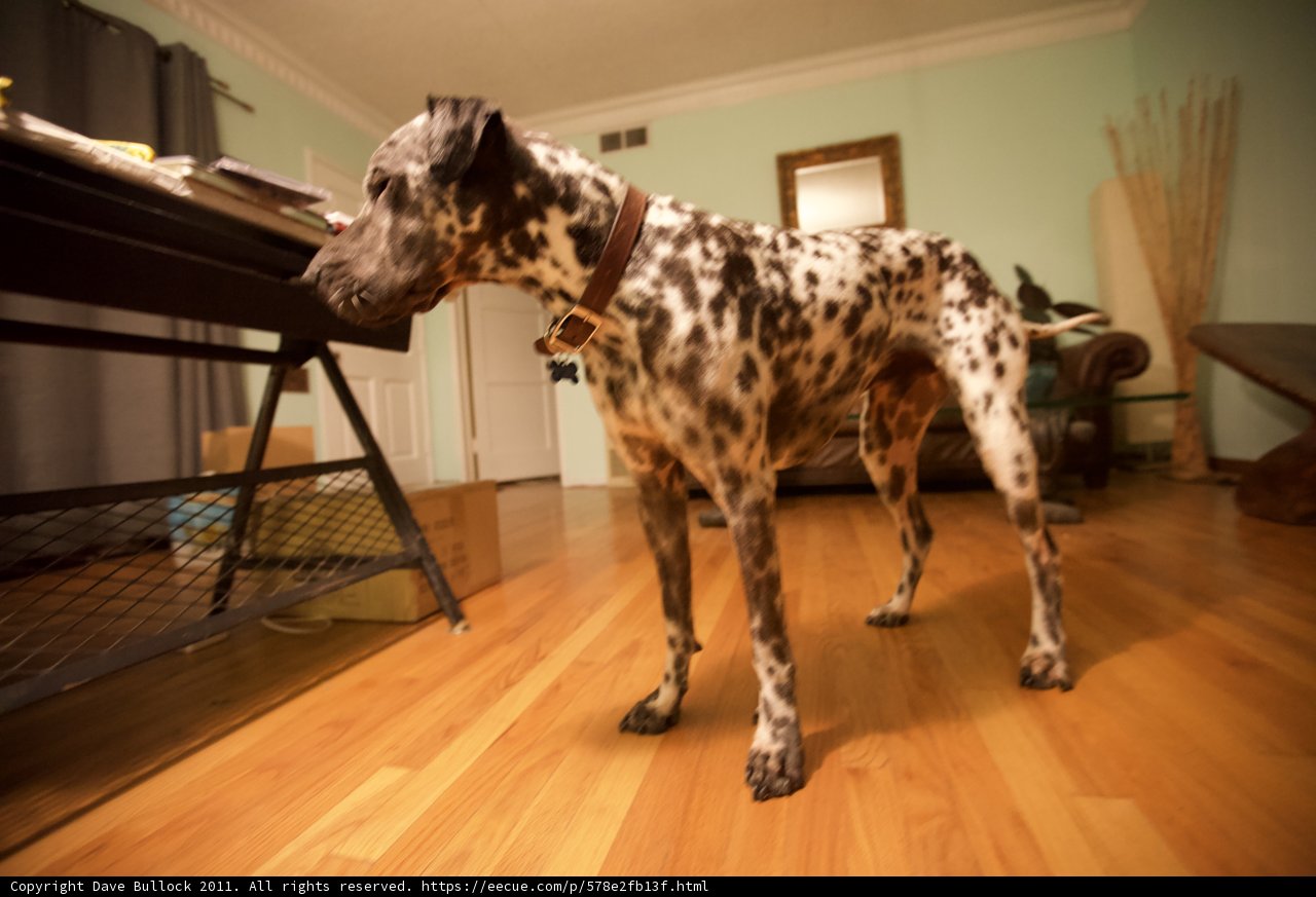 Graceful Paws on Hardwood