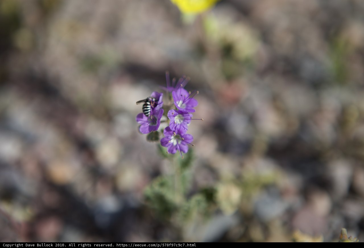 Desert Bloom