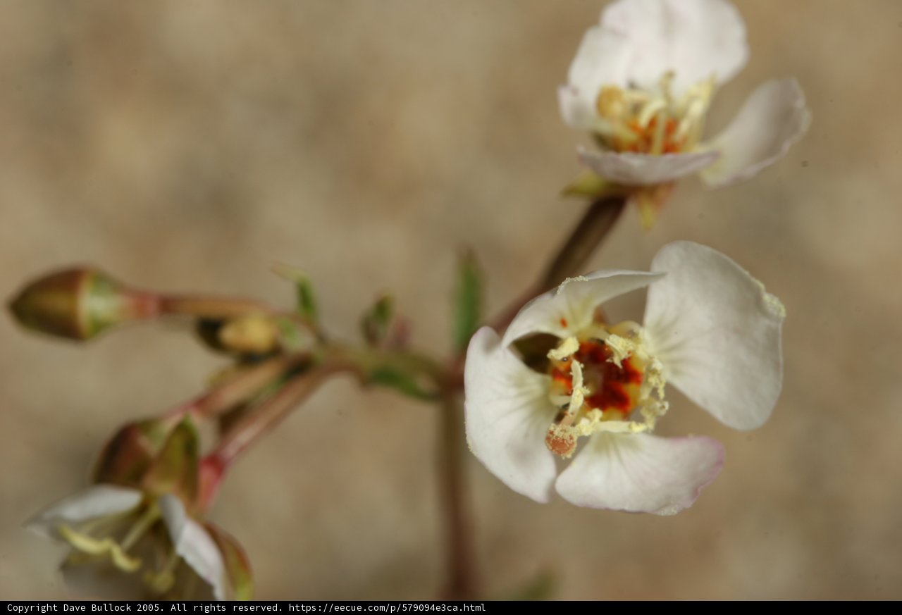 Delicate white flower with vibrant red stamens