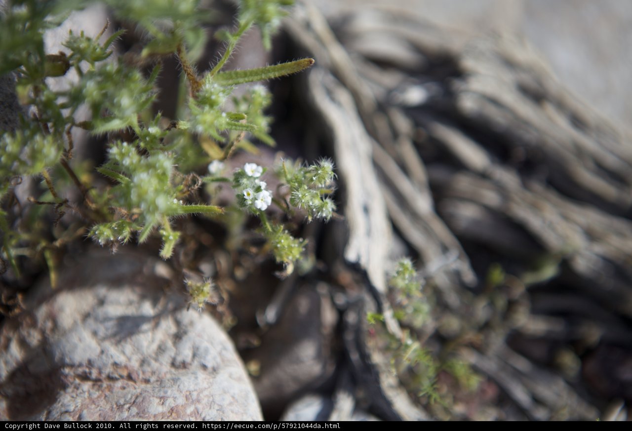 Desert Apiaceae