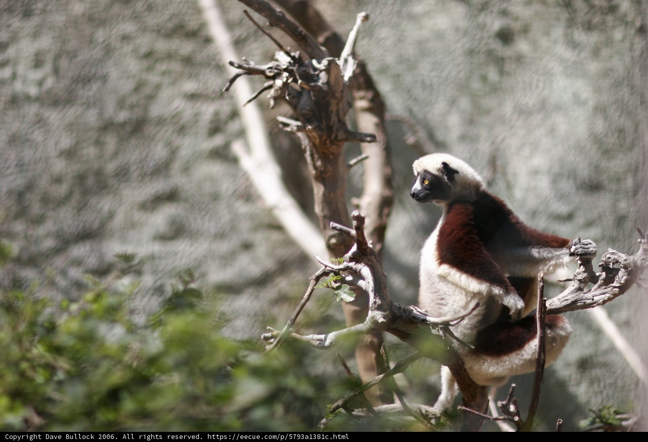 Red-ruffed Lemur in Tree