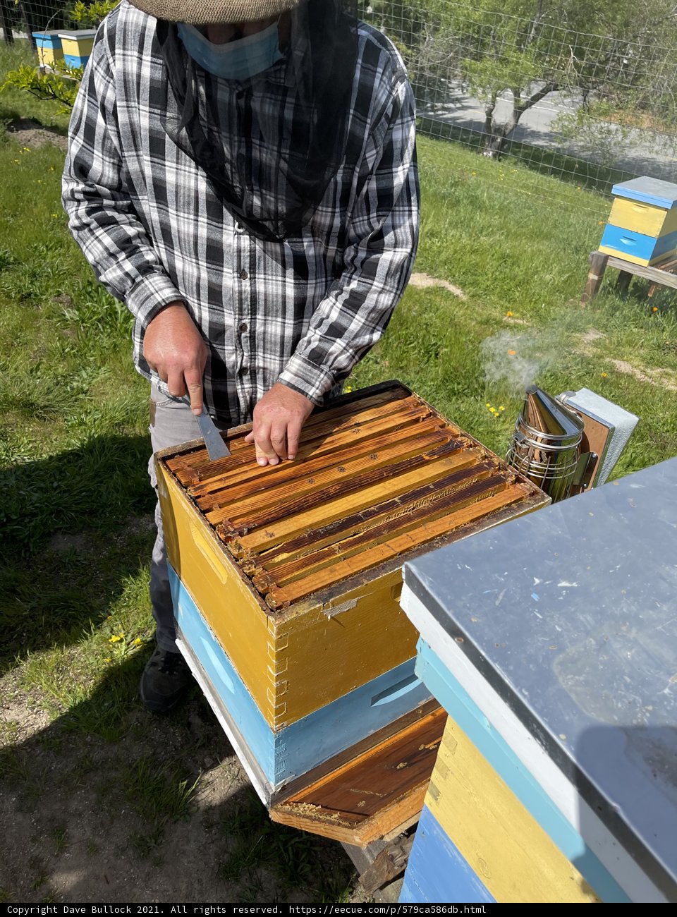 Working with Bees in Carmel